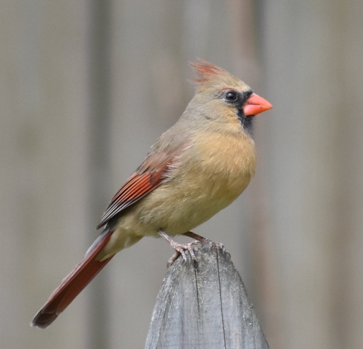 Northern Cardinal