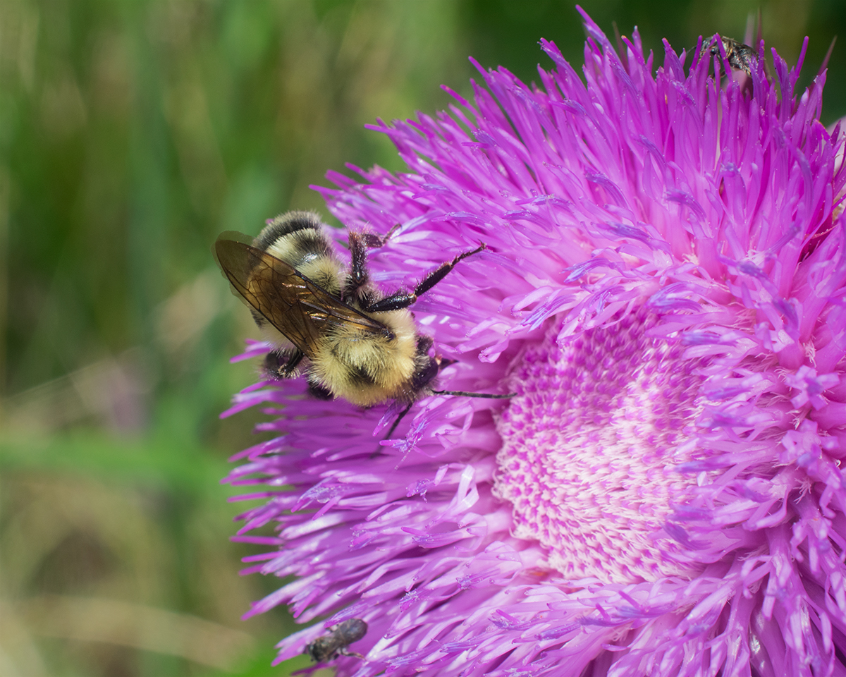 Unidentified Bumblebee