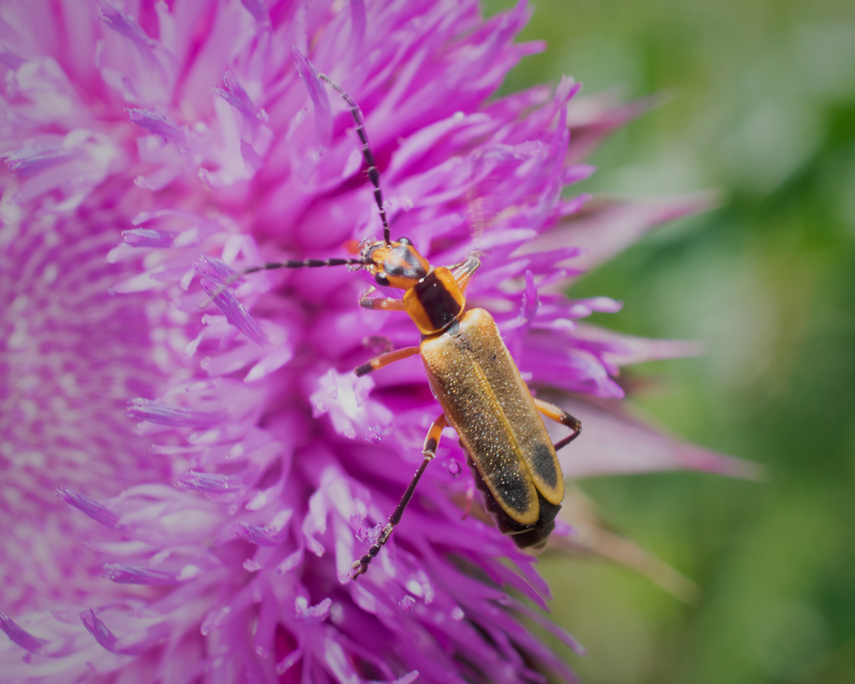 Unidentified Longhorn Beetle