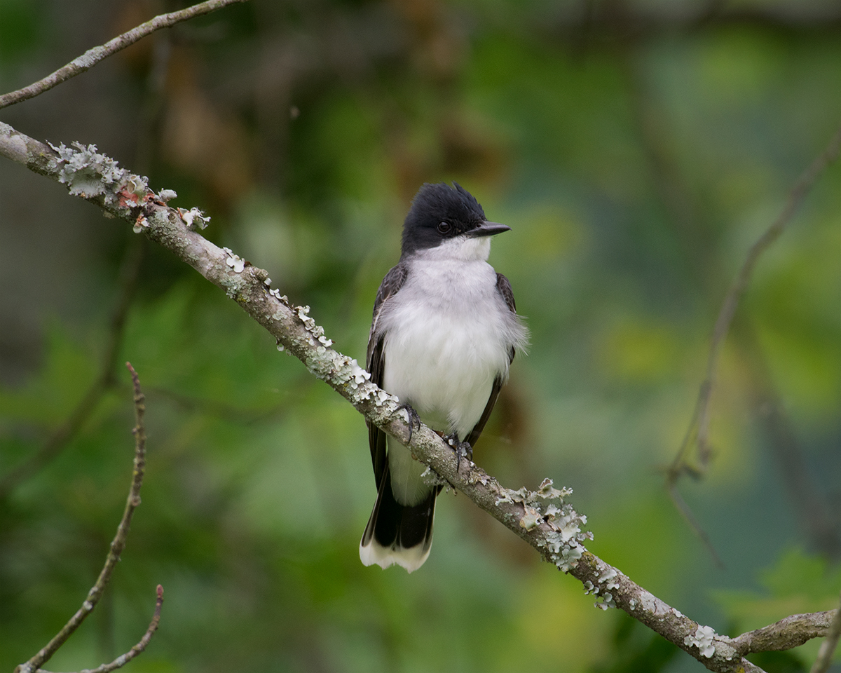 Eastern Kingbird