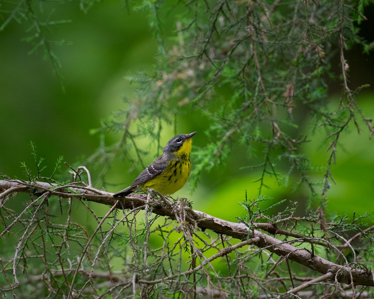 Magnolia Warbler