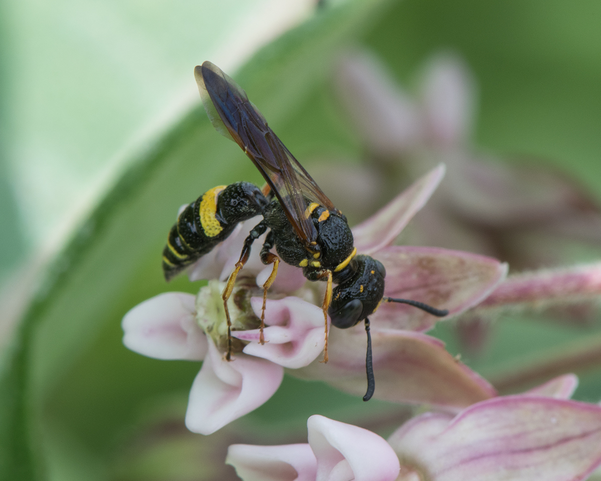 Unidentified Wasp